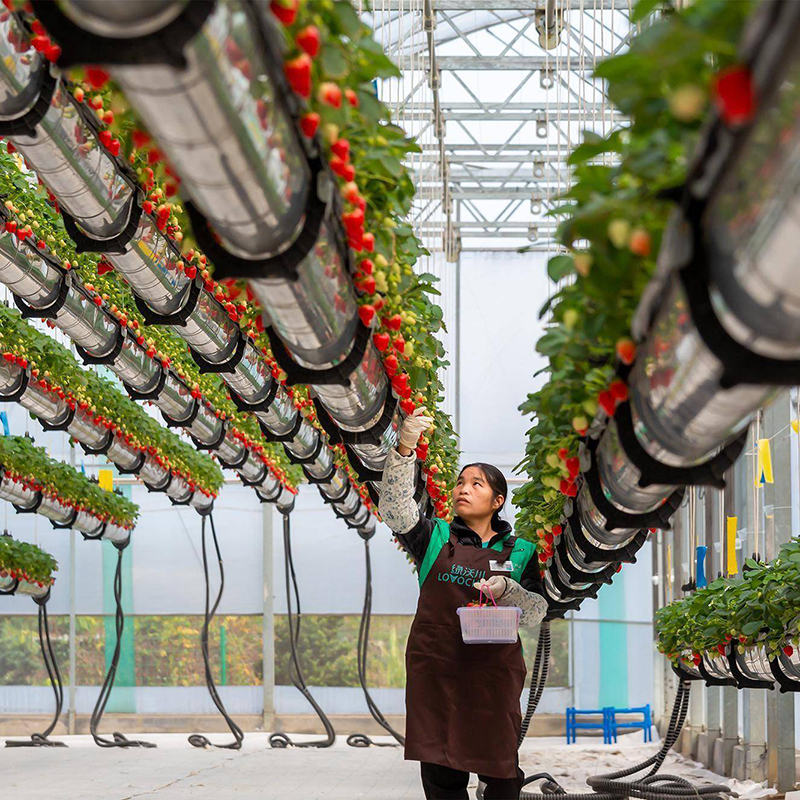 铁岭市水培蔬菜空中草莓 - 一站式服务