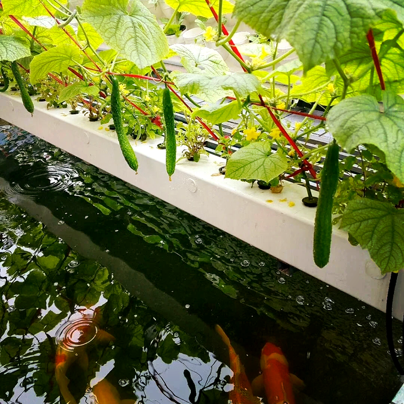 铁岭市智慧农业鱼菜共生 - 推荐